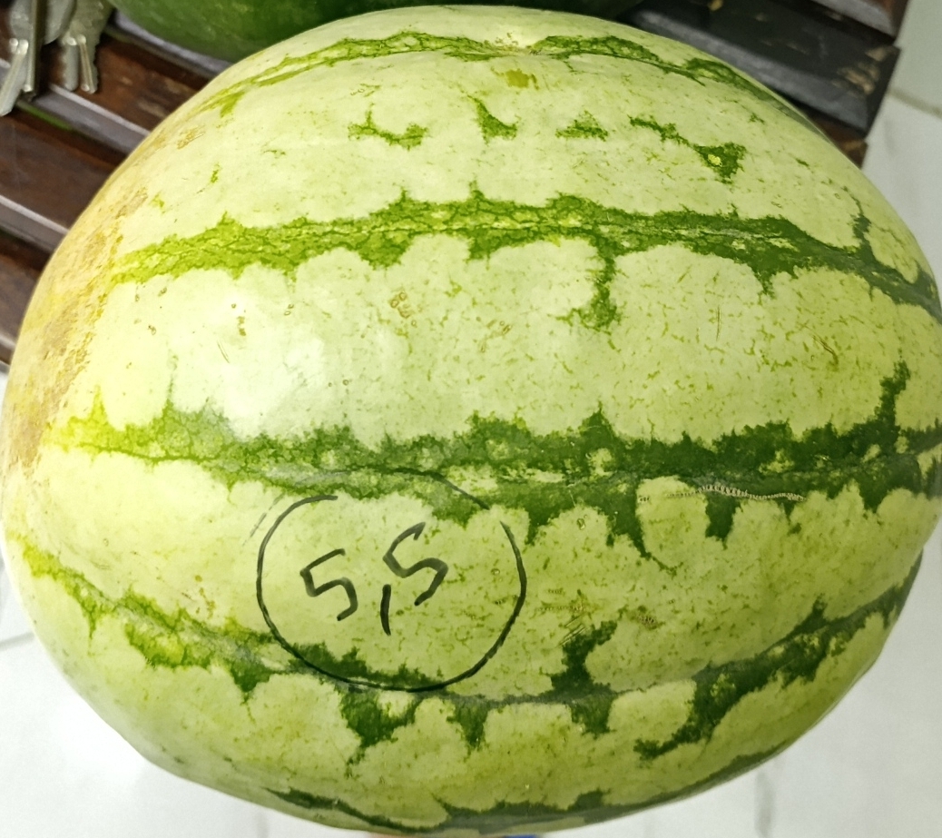 دلاح بلدي